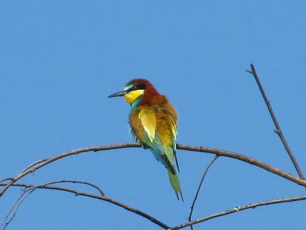 Mavi gökyüzüne karşı dalda arı yiyen kuş
