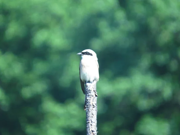 Shrike bird on the tip of a branch on a blurred green background