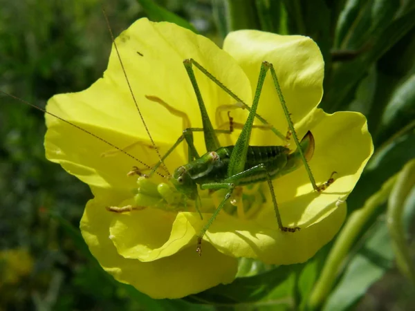 Sarı çiçek açan çiçek üzerinde yeşil çekirge