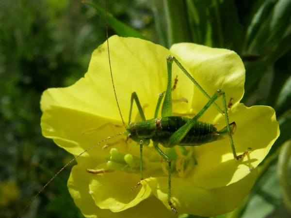 Sarı çiçek açan çiçek üzerinde yeşil çekirge