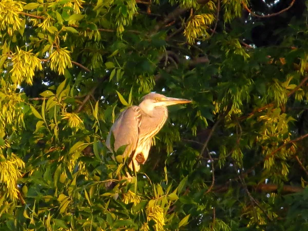 bir ağacın dallarında gri ot