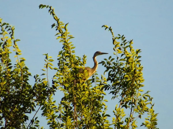 mavi bir gökyüzüne karşı bir ağacın tepesinde gri ot