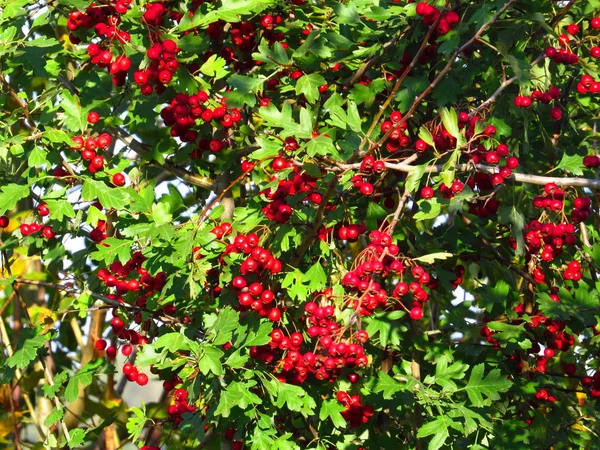 Alıç çalı üzerinde büyük kırmızı olgun meyveleri