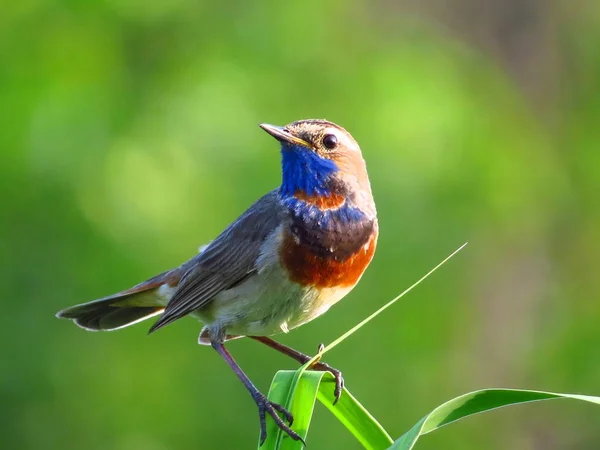 Warakushka Vogel Sitzt Auf Einem Ast Auf Einem Verschwommenen Hintergrund — Stockfoto