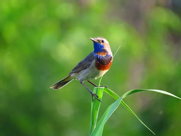 Bulanık bir arka plan üzerinde bir dal üzerinde oturan Warakushka kuş