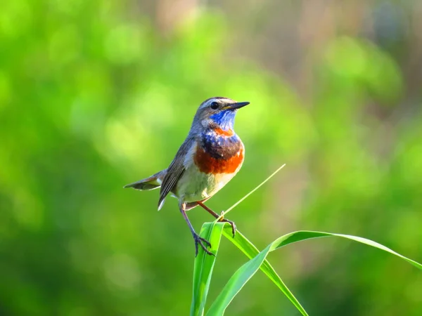 Oiseau Warakushka Assis Sur Une Branche Sur Fond Flou — Photo