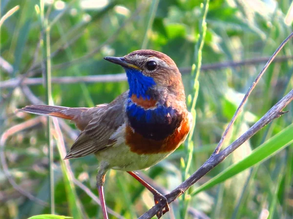 Bulanık bir arka plan üzerinde bir dal üzerinde oturan Warakushka kuş