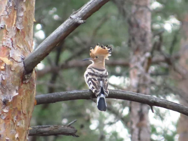 Bulanık bir arka plan üzerinde ince bir dal üzerinde kuş hoopoe