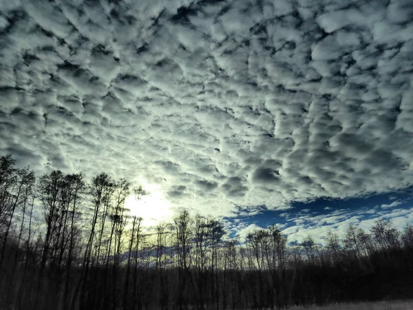 Kış ormanının üzerindeki stratus bulutlarında güneş