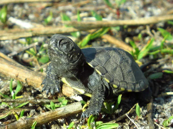 Kuru dallarda küçük kaplumbağa ve gözleri kapalı soğuk ot