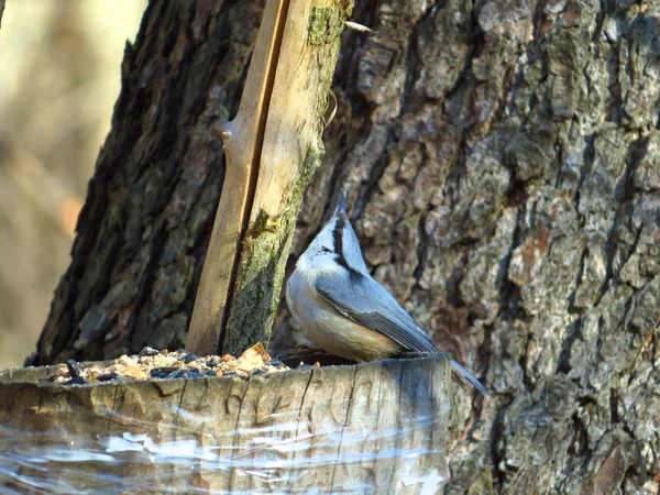 Oiseau Pie Grièche Sur Mangeoire Regarde Vers Haut Sur Fond — Photo