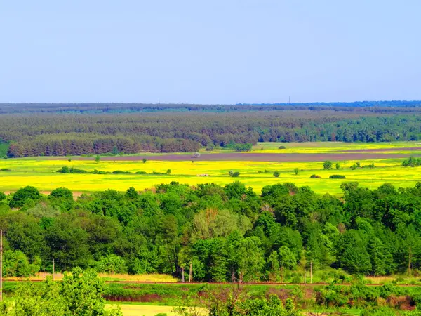 İlkbaharda çok renkli çayır - ön planda yeşil orman, sarı çiçekler, mor çiçekler ile bir glade ve daha sonra eski bir çam ormanı ile daha fazla bir glade