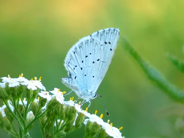 Bulanık yeşil arka plan üzerinde beyaz bir çiçek üzerinde Mavi kelebek