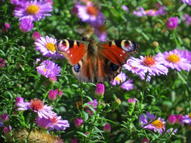 Mor çiçeklerdeki kelebek