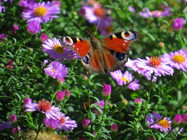 Mor çiçeklerdeki kelebek
