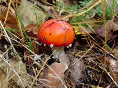 Kuru yapraklar ve çam iğneleri mantar amanita