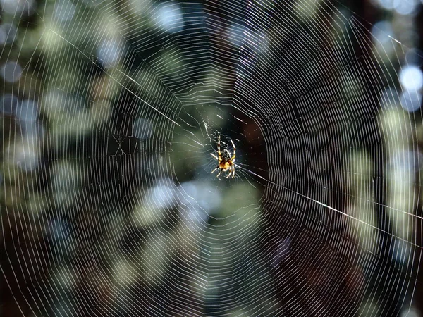 Aranha Centro Uma Bela Teia — Fotografia de Stock