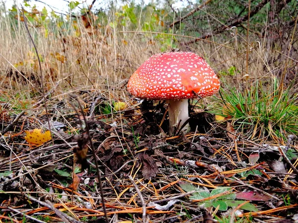 Mushroom Amanita Dry Leaves Pine Needles — Stock Photo, Image