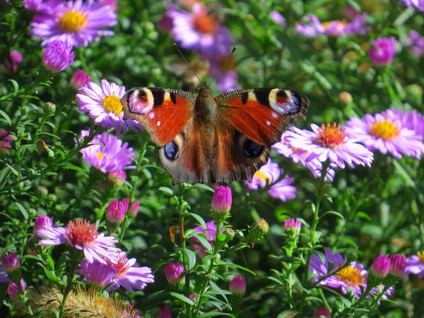 Mor çiçeklerdeki kelebek