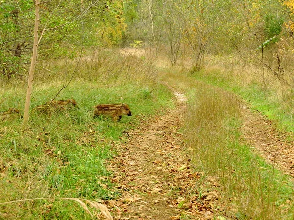 Orman yolundan geçen bir grup genç domuz.
