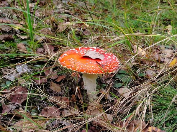 Mushroom amanita in dry leaves and pine needles