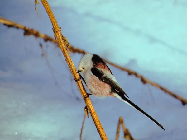 Long-tailed tit bird on a dry branch against a background of snow