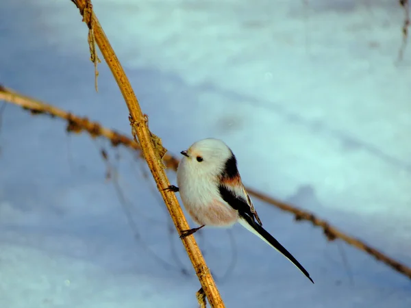 Long-tailed tit bird on a dry branch against a background of snow
