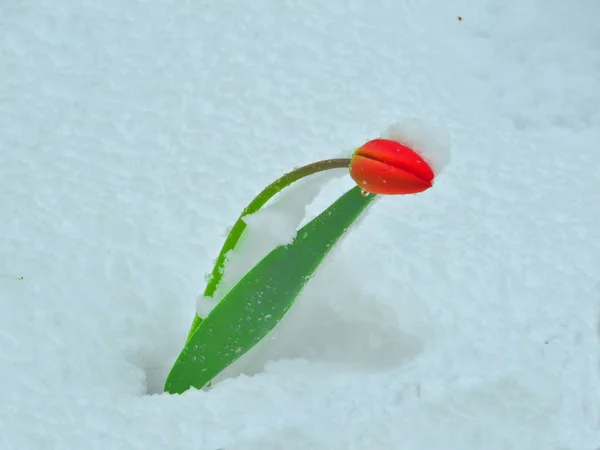 Kar arka planda unblown lale