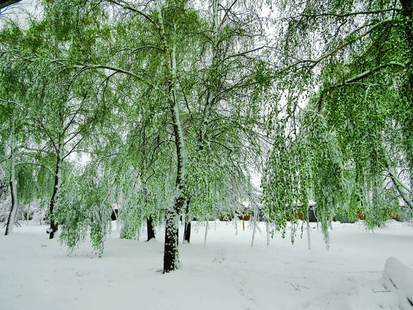 Karla kaplı yeşil yaprakları ile Huş ağaçları