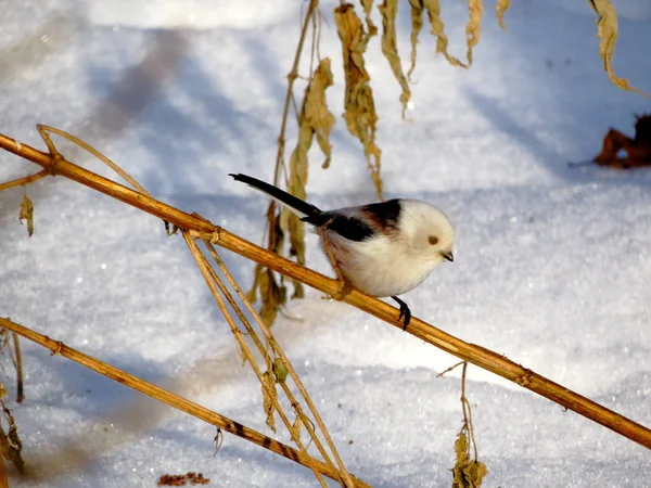 Long-tailed tit bird on a dry branch against a background of snow