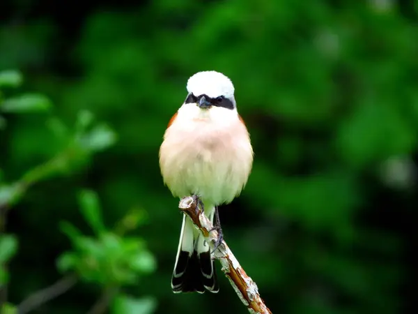 Bird Csuszka Egy Száraz Egy Homályos Zöld Háttér — Stock Fotó