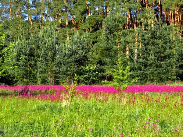 Ροζ Λουλούδια Ένα Λιβάδι Μπροστά Από Ένα Δάσος Πεύκου — Φωτογραφία Αρχείου