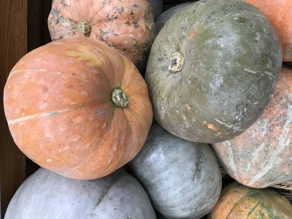 Abóbora Lat Cucurbita Género Botânico Pertencente Família Cucurbitaceae Cerca Todas — Fotografia de Stock