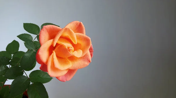 暗抽象的な背景にバラの花 — ストック写真