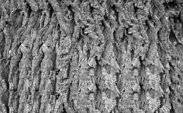 Fałdy Kory Starym Pniu Drzewa — Zdjęcie stockowe