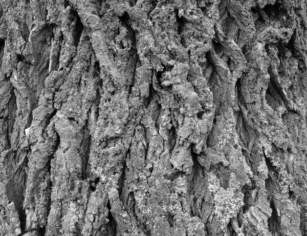 Pliures Écorce Sur Vieux Tronc Arbre — Photo