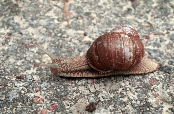 Close Shot Grape Snail — Stock Photo, Image