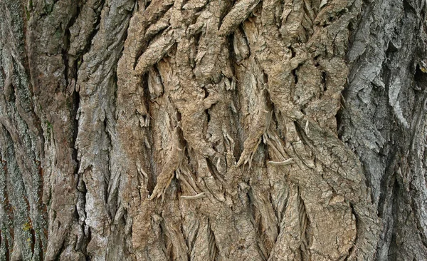 Fałdy Kory Starym Pniu Drzewa — Zdjęcie stockowe