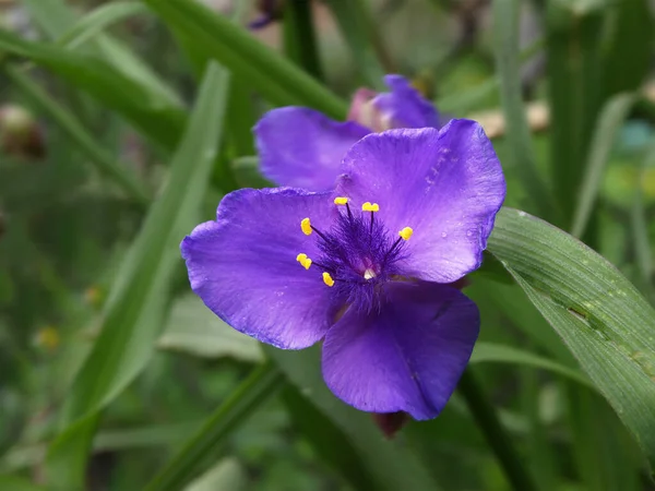 Tradescantia Kwiat Ciemnym Tle — Zdjęcie stockowe