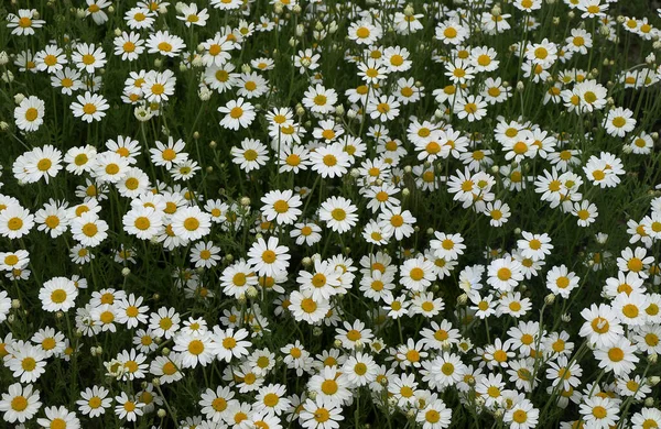 Fondo Floreale Margherite Bianche — Foto Stock