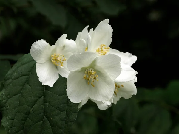 White Jasmine Flowers Dark Background — Stock Photo, Image