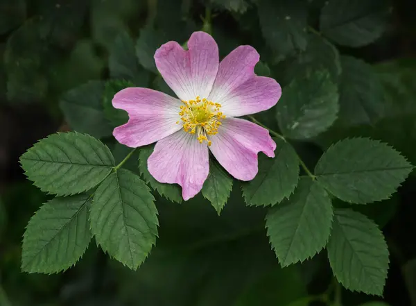 Rosehip Flower Leaves Dark Background — Stock Photo, Image