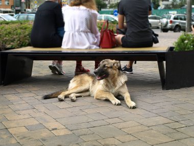 Şehirde evsiz hayvanlar var.