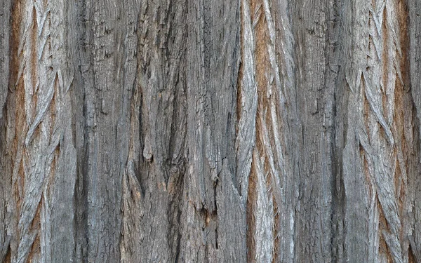 Rindenfalten Einem Alten Baumstamm — Stockfoto