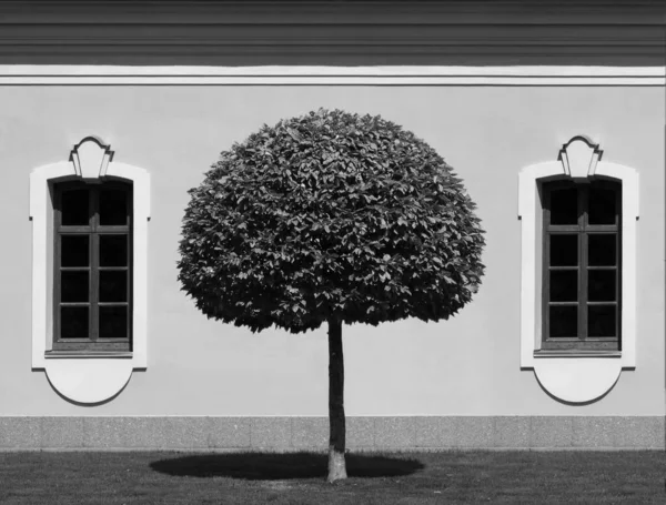 Trimmed tree against the background wall of a historic building