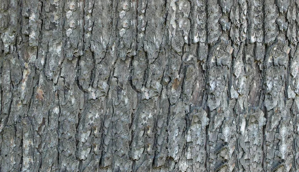 Folds Bark Old Tree Trunk — Stock Photo, Image