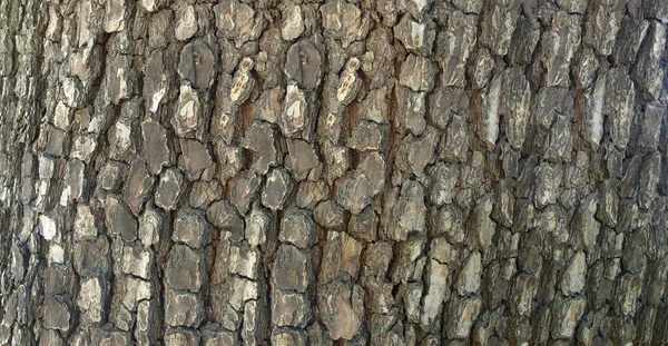 老树干上的树皮褶皱 — 图库照片