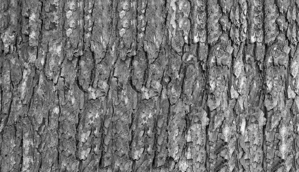 Pliegues Corteza Tronco Árbol Viejo —  Fotos de Stock