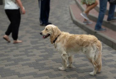 Sokakta kızıl köpek