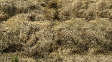 Saman yığını tarlanın ortasına yığıldı.